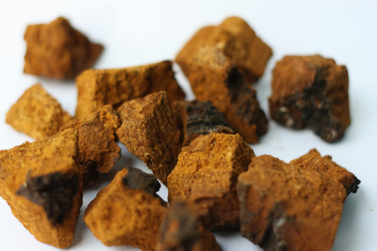 Chaga Mushroom Benefits | Chaga Mushrooms | Mushroomtropics