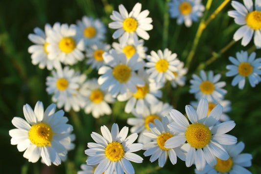 The Healing Power of Chamomile | Mushroomtropics