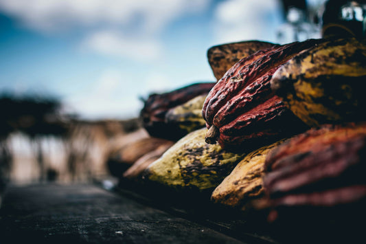 Health Benefits of Cocoa Powder | Cocoa Powder | Mushroomtropics