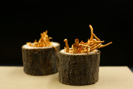 Cordyceps Mushrooms Benefits | Cordyceps Mushrooms | Mushroomtropics