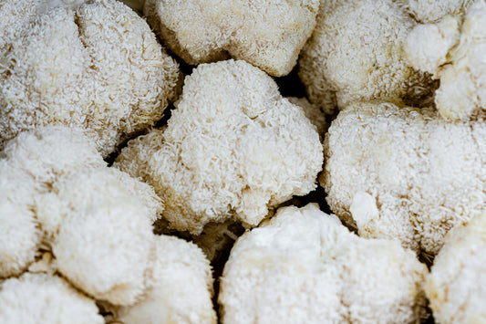 Lion's Mane Mushrooms | Mushroomtropics