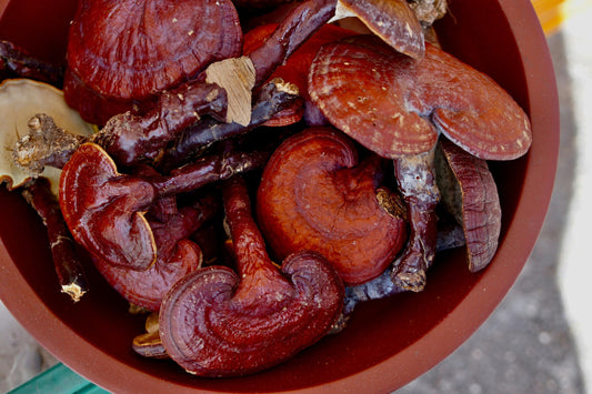 Reishi Mushrooms Benefits | Reishi Mushrooms | Mushroomtropics