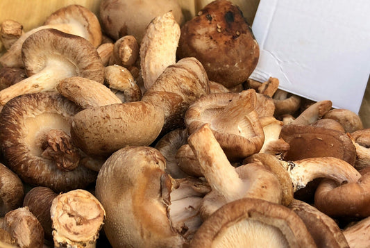 Shiitake Mushrooms Benefits | Shiitake Mushrooms | Mushroomtropics