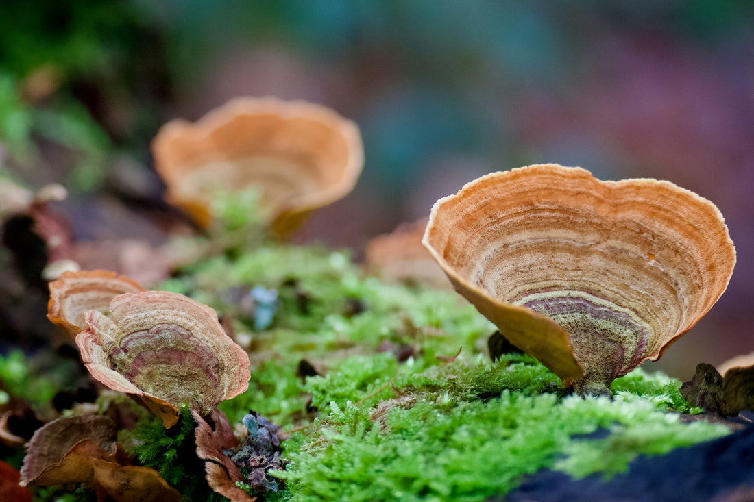 Turkey Tail Mushrooms | Turkey Tails Benefits | Mushroomtropics