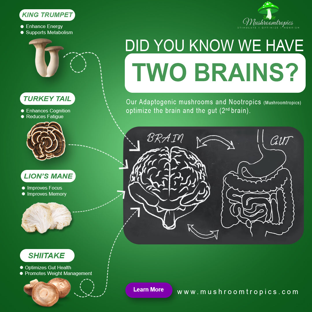 Gut Considered Second Brain | Mushroomtropics