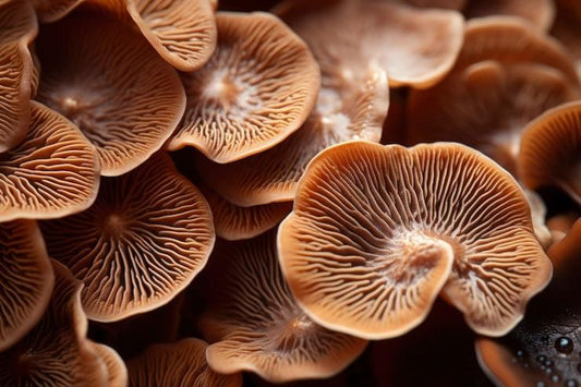 How Reishi Supports Stress Recovery and Sustainable Vitality