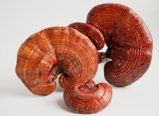 How Functional Mushrooms Boost Mood Naturally