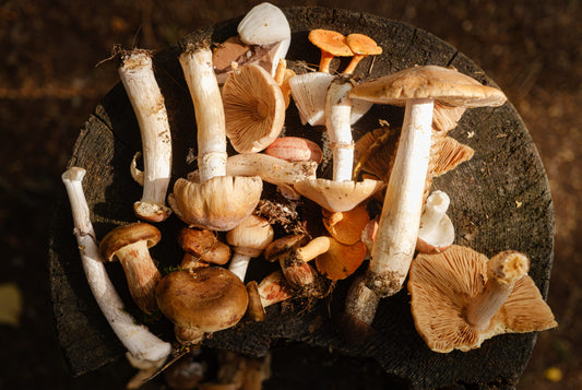 King Trumpet Mushrooms | King's Trumpet Benefits | Mushroomtropics