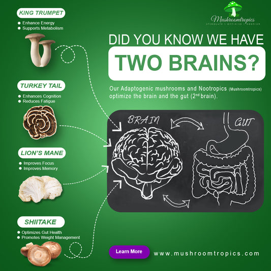 Gut Considered Second Brain | Mushroomtropics