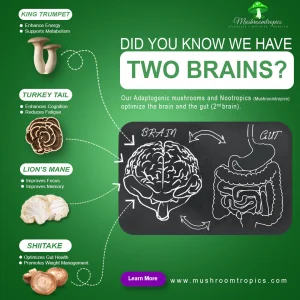 Gut is the “Second Brain”