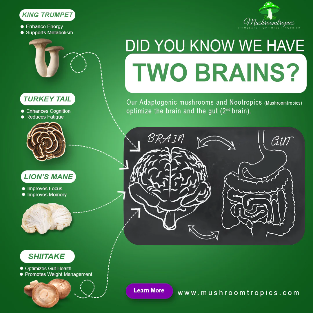 The Gut is the “second brain”